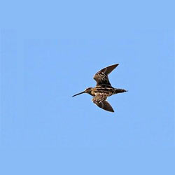 common_snipe