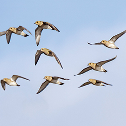 golden_plover
