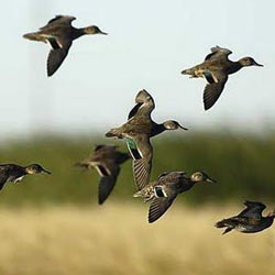 green_winged_teal