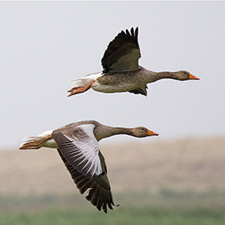 greylag