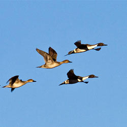 pintail_duck