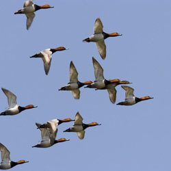 pochard