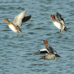 wigeon