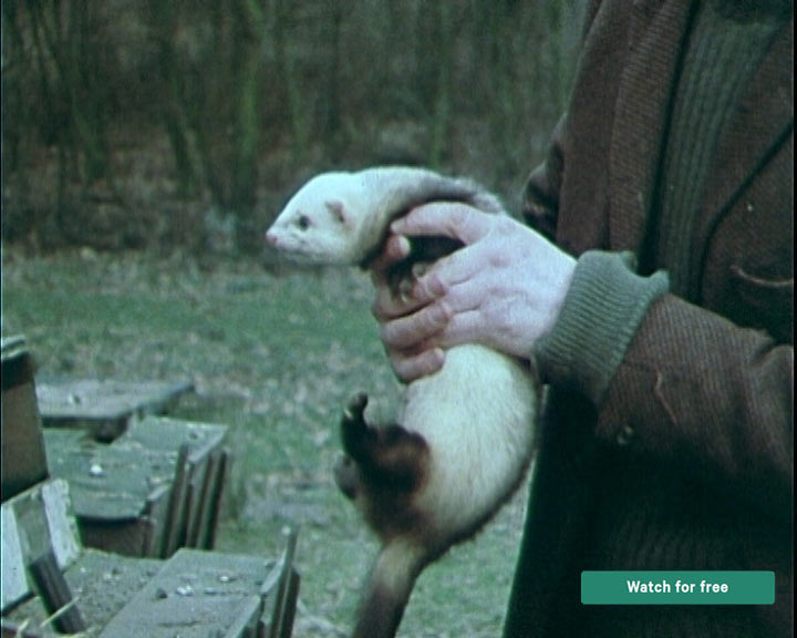 bygones ferrets