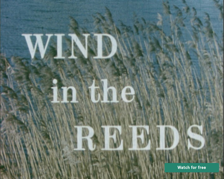 wind in the reeds